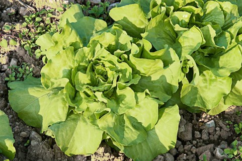 Organic salad in the field