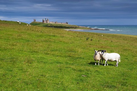 Sheep in front of Dunstanburgh Castle