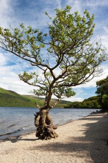Gnarled tree standing at the shore