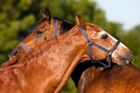 Austrian Warmbloods