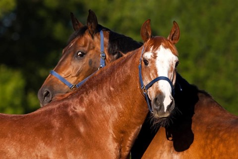 Austrian Warmbloods