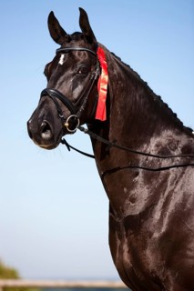 Hanoverian with a winner's ribbon