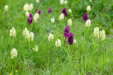 Elder-flowered Orchid (Dactylorhiza sambucina)