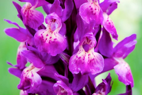 Elder-flowered Orchid (Dactylorhiza sambucina)