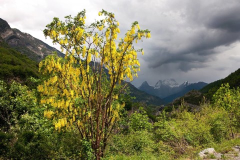 Common Laburnum