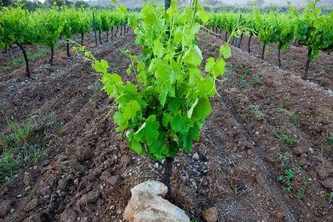 Common Grape Vine (Vitis vinifera)