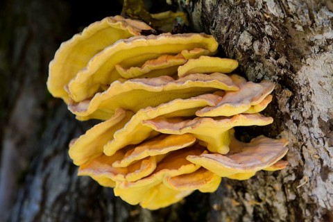 Sulphur Polypore