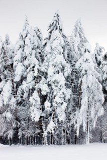 Raised hide in a snow-covered forest