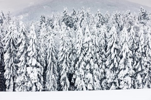 Snow-covered forest