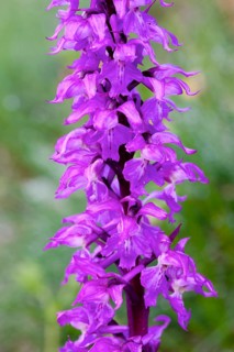Elder-flowered Orchid (Dactylorhiza sambucina)