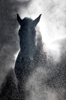 Friesian gelding