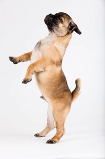 Retro Pug puppy
