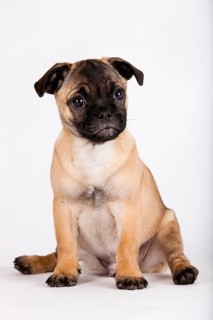 Retro Pug puppy