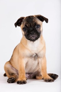 Retro Pug puppy