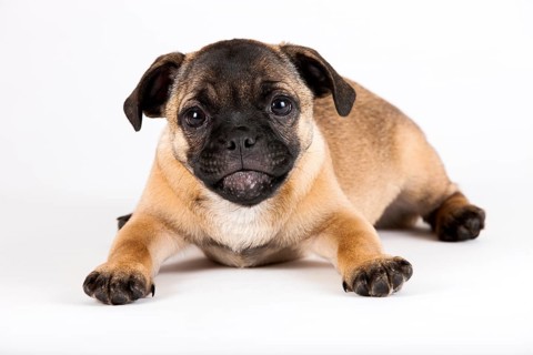 Retro Pug puppy