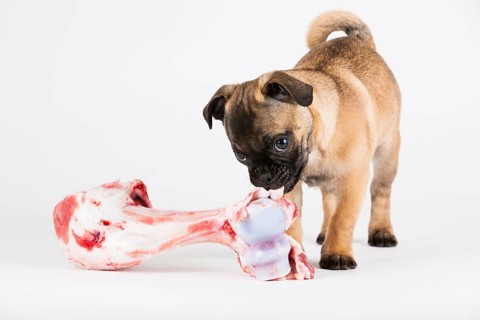 Retro Pug puppy with a bone