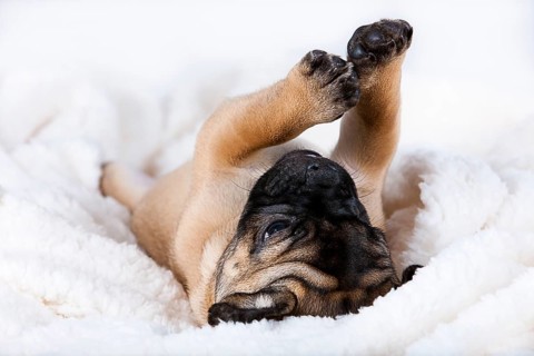 Retro Pug puppy