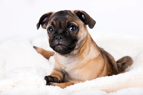 Retro Pug puppy