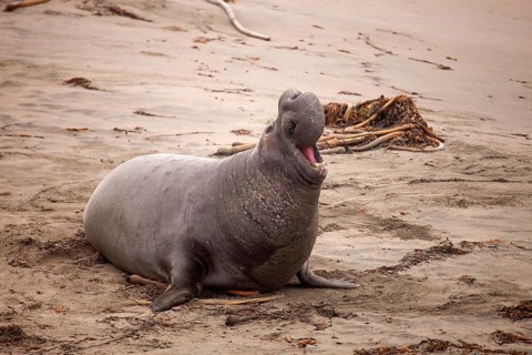 Northern Elephant Seal (Mirounga angustirostris)