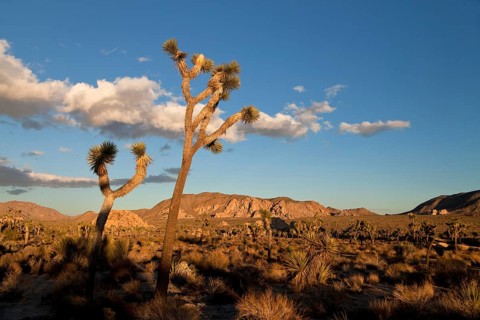 Hidden Valley with Joshua trees (Yucca brevifolia) and rocks