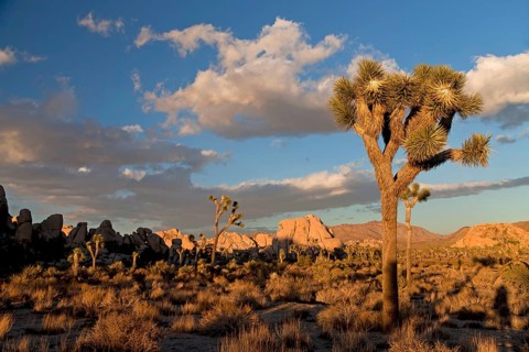 Hidden Valley with Joshua trees (Yucca brevifolia) and rocks
