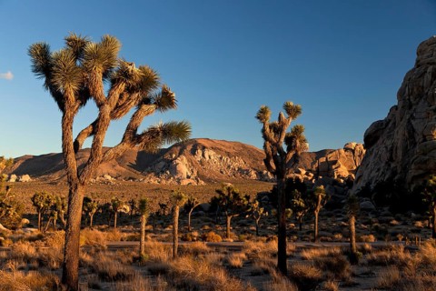 Hidden Valley with Joshua trees (Yucca brevifolia) and rocks