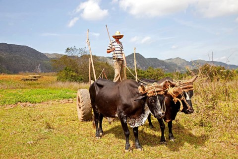 Farmer with an oxen-drawn cart