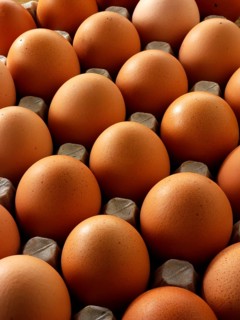 Range of fresh organic free range eggs from Burford Brown hens