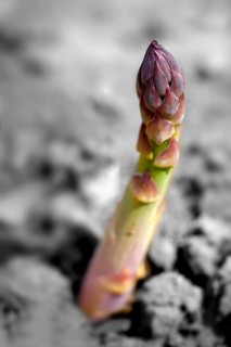 Fresh asparagus spears growing in a field