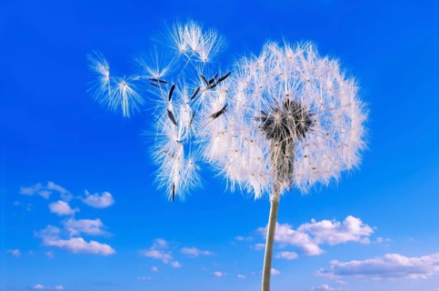 Dandelion clock against blue sky