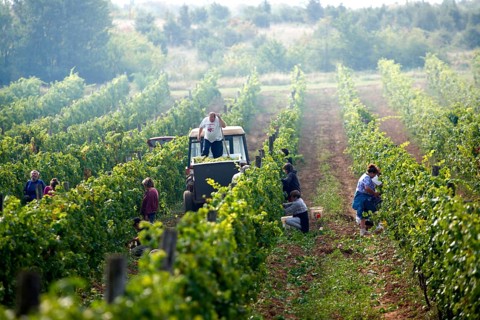 Grape harvest in the Balaton hills vineyards