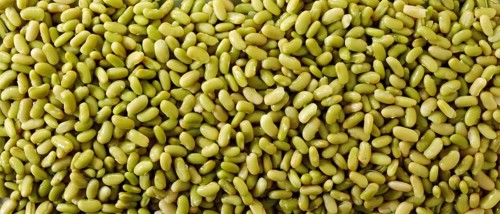 Flageolet beans