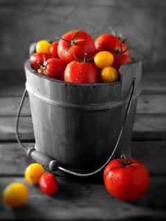 Mixed tomatoes in a bucket