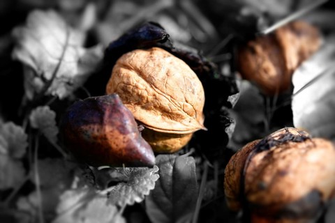 Fresh Walnuts (Juglans regia)