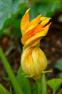Marrow flower