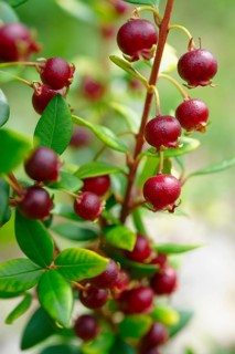 Chilean guava