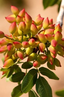 Pistachio fruits (Pistacia vera)