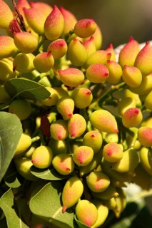 Pistachio fruits (Pistacia vera)