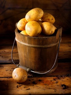 Potatoes 'Maris Piper' in a wooden bucket