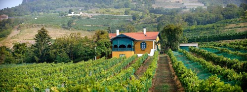 Wine cellar in the Badacsony vineyards