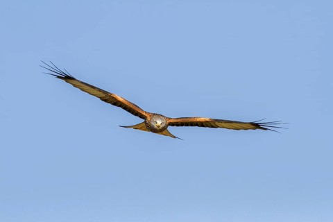 Red Kite (Milvus milvus)