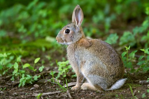 European Rabbit (Oryctolagus cuniculus)