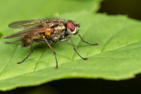 Muscid fly (Helina sp.)