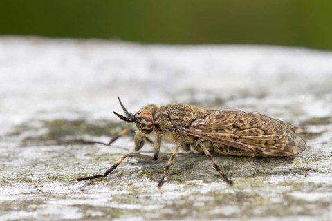 Common Horse Fly (Haematopota pluvialis)