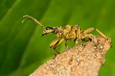 Blackspotted pliers support beetle (Rhagium mordax)