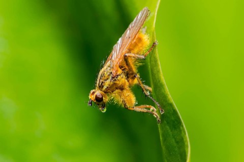 Yellow dung fly (Scathophaga stercoraria)