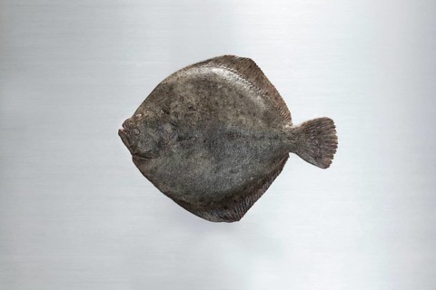 Turbot on a work surface