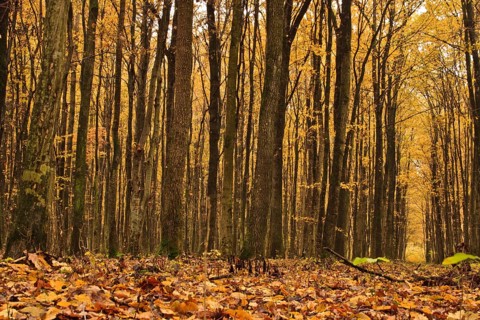 Forest in autumn