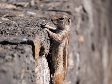 Barbary ground squirrel (Atlantoxerus getulus)