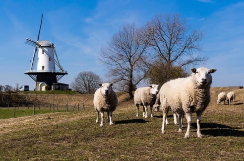 Sheep grazing in front of the windmill of Veere